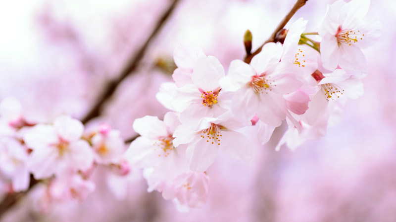Best Japanese Cherry Blossom Cosmetics for Spring 2020 | Wonect.Life