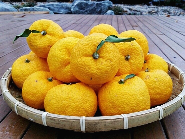 Yuzu fruit in a basket